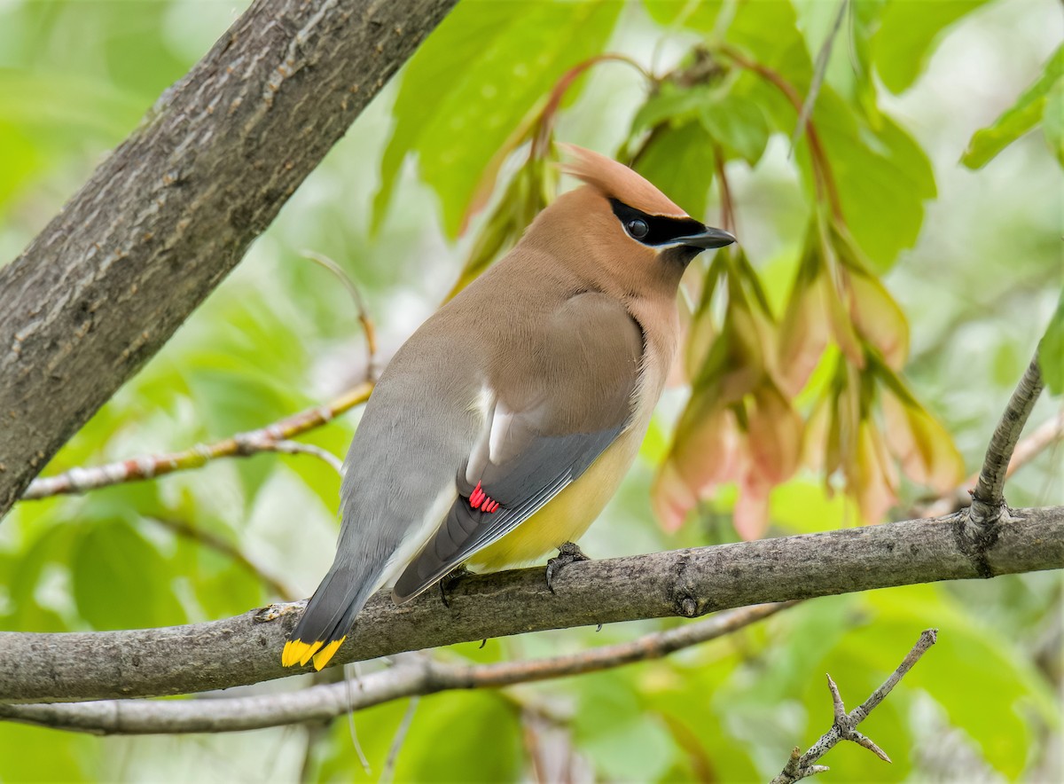 Cedar Waxwing - ML619746449