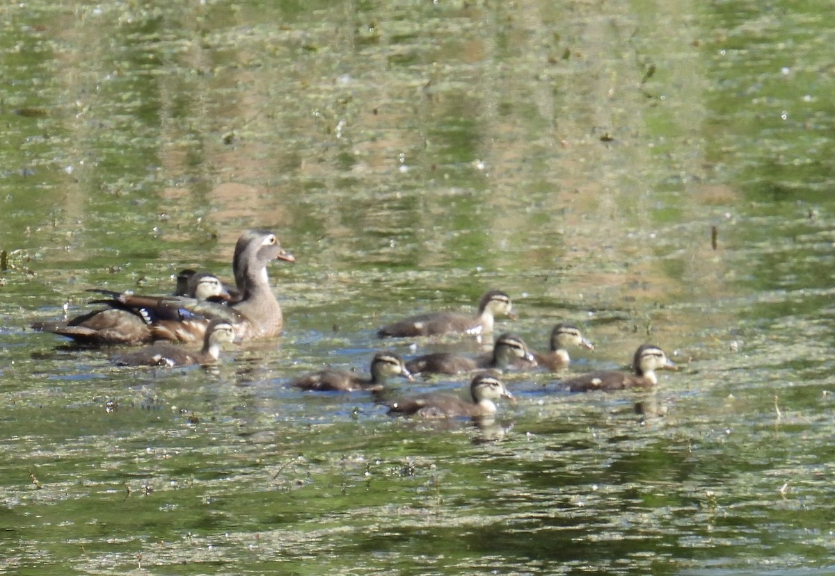 Wood Duck - ML619746456