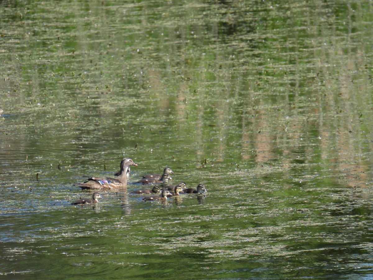 Wood Duck - ML619746457