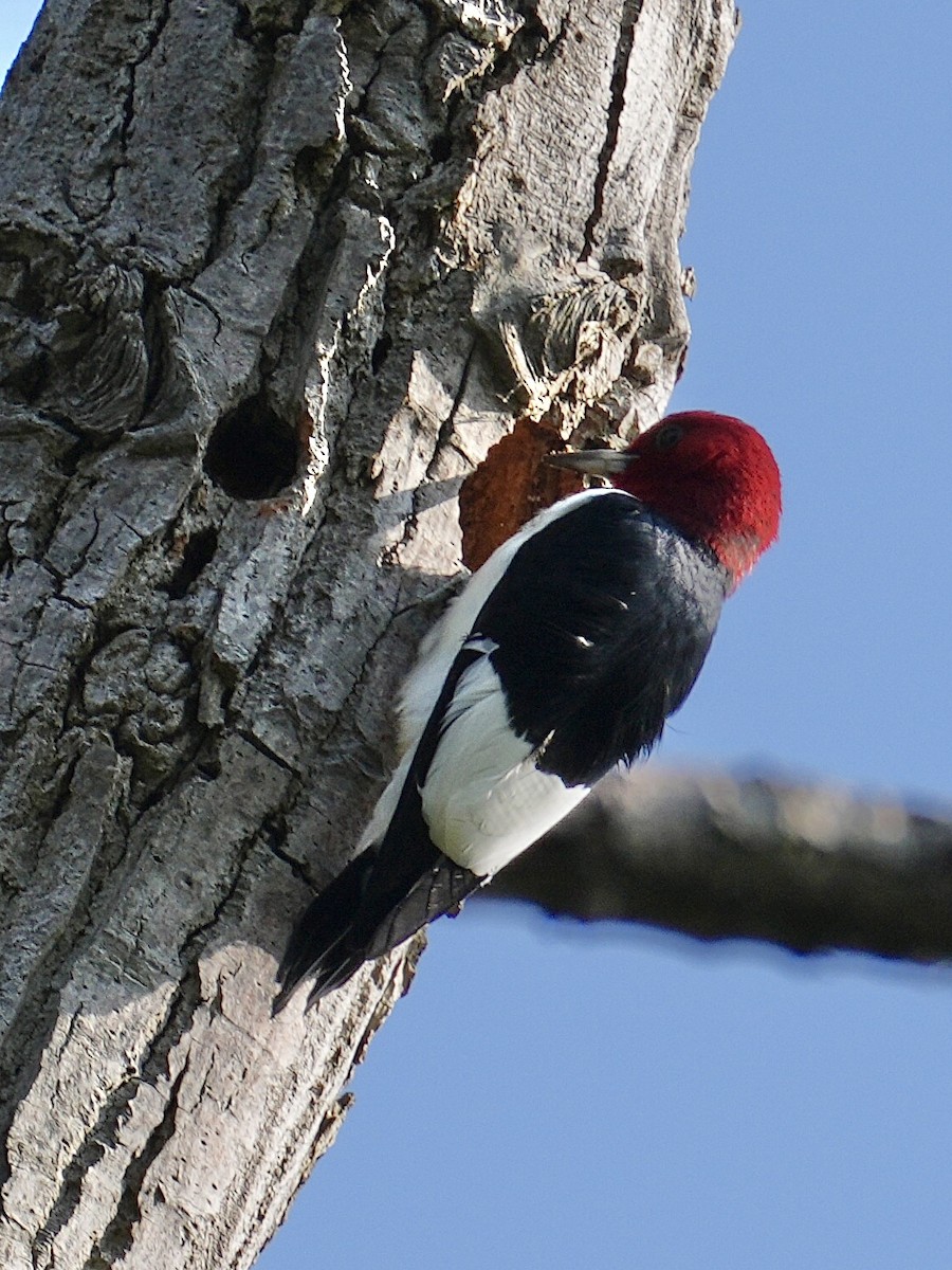Red-headed Woodpecker - ML619746458