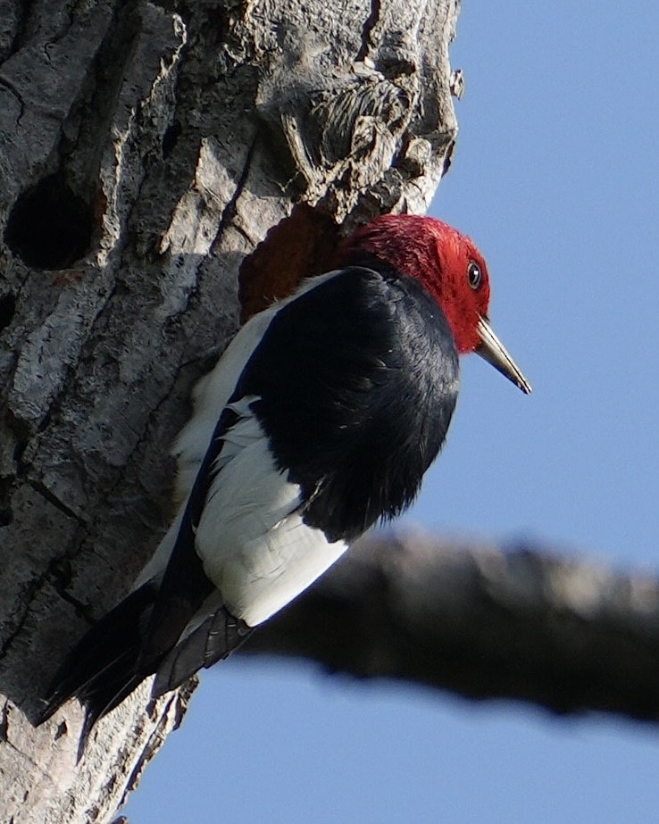 Red-headed Woodpecker - ML619746459