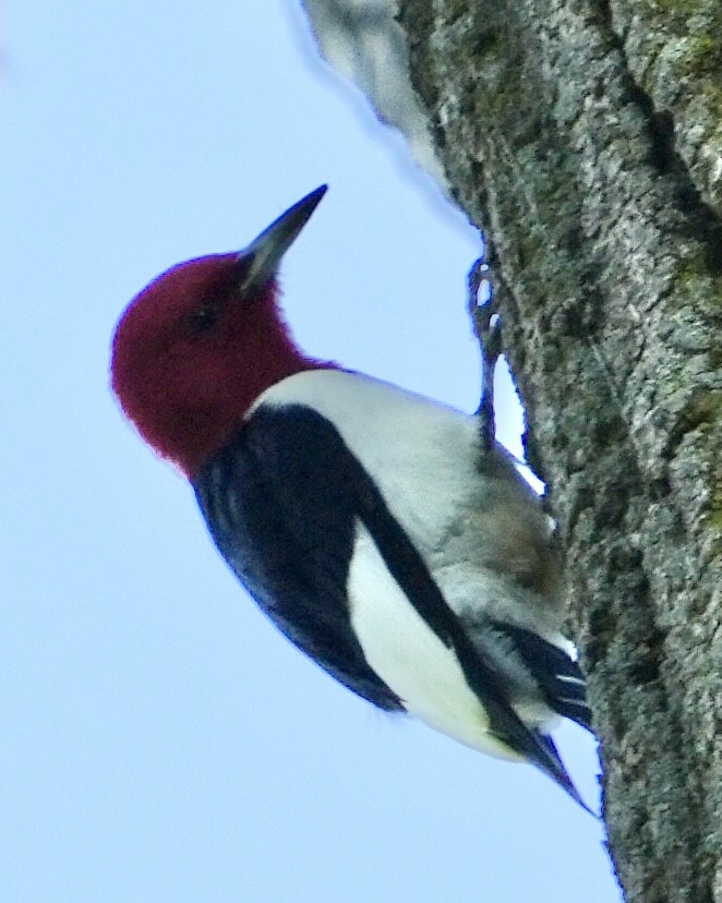 Red-headed Woodpecker - ML619746460