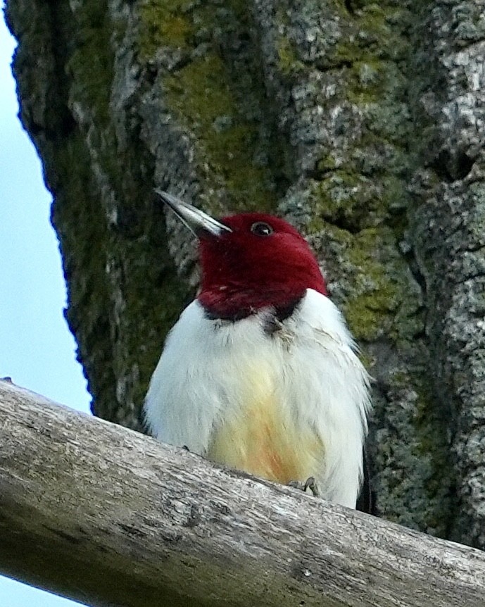 Red-headed Woodpecker - ML619746461