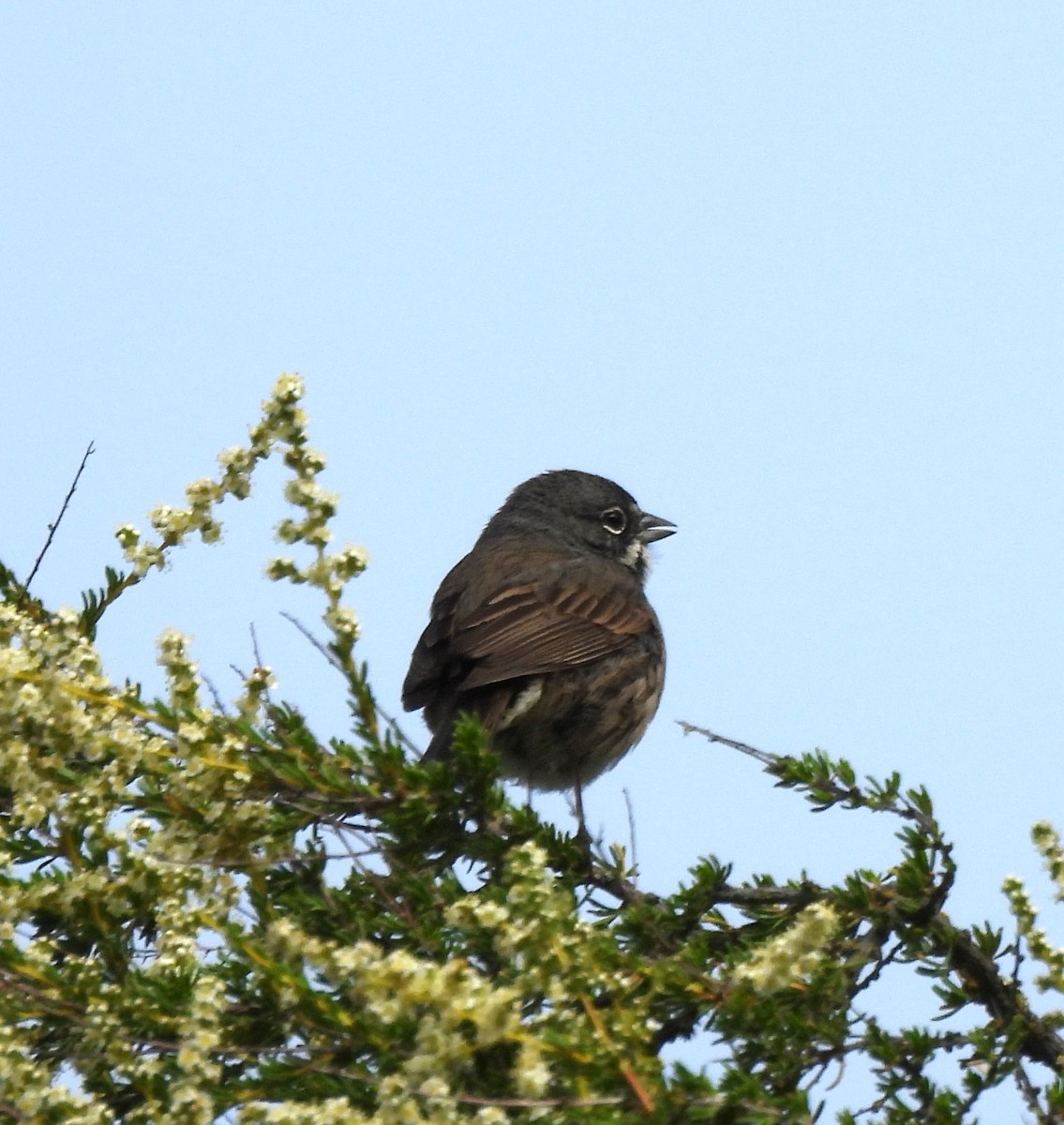 Bell's Sparrow - ML619746470