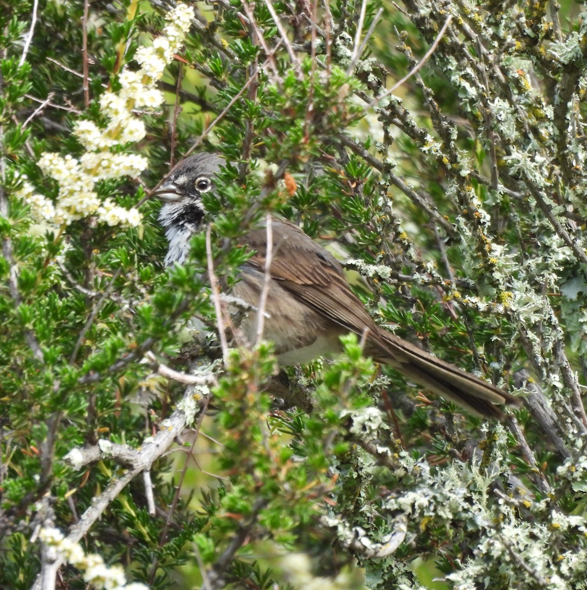 Bell's Sparrow - ML619746471