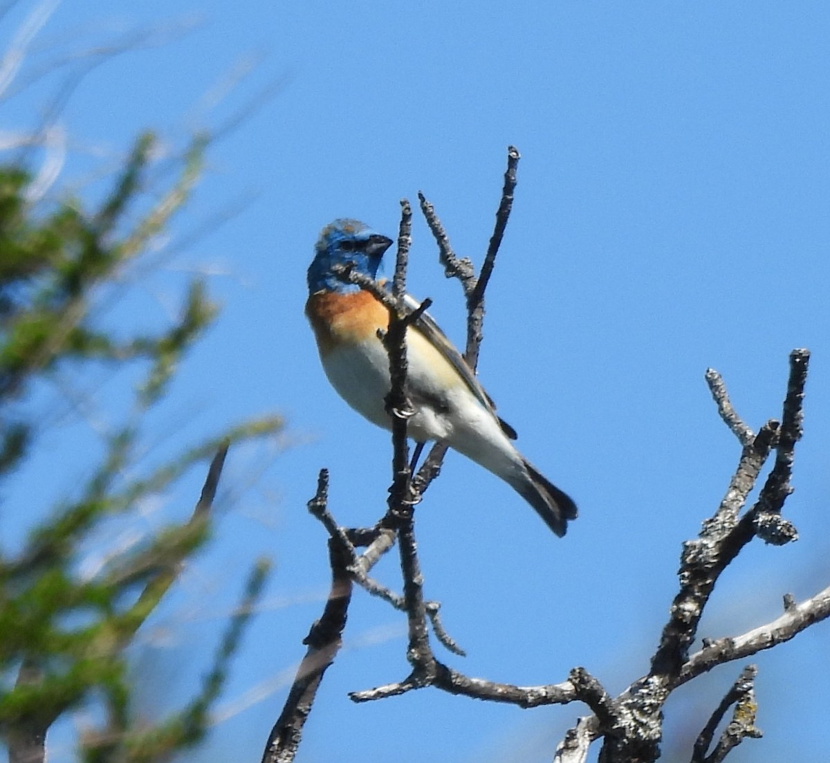 Lazuli Bunting - ML619746476