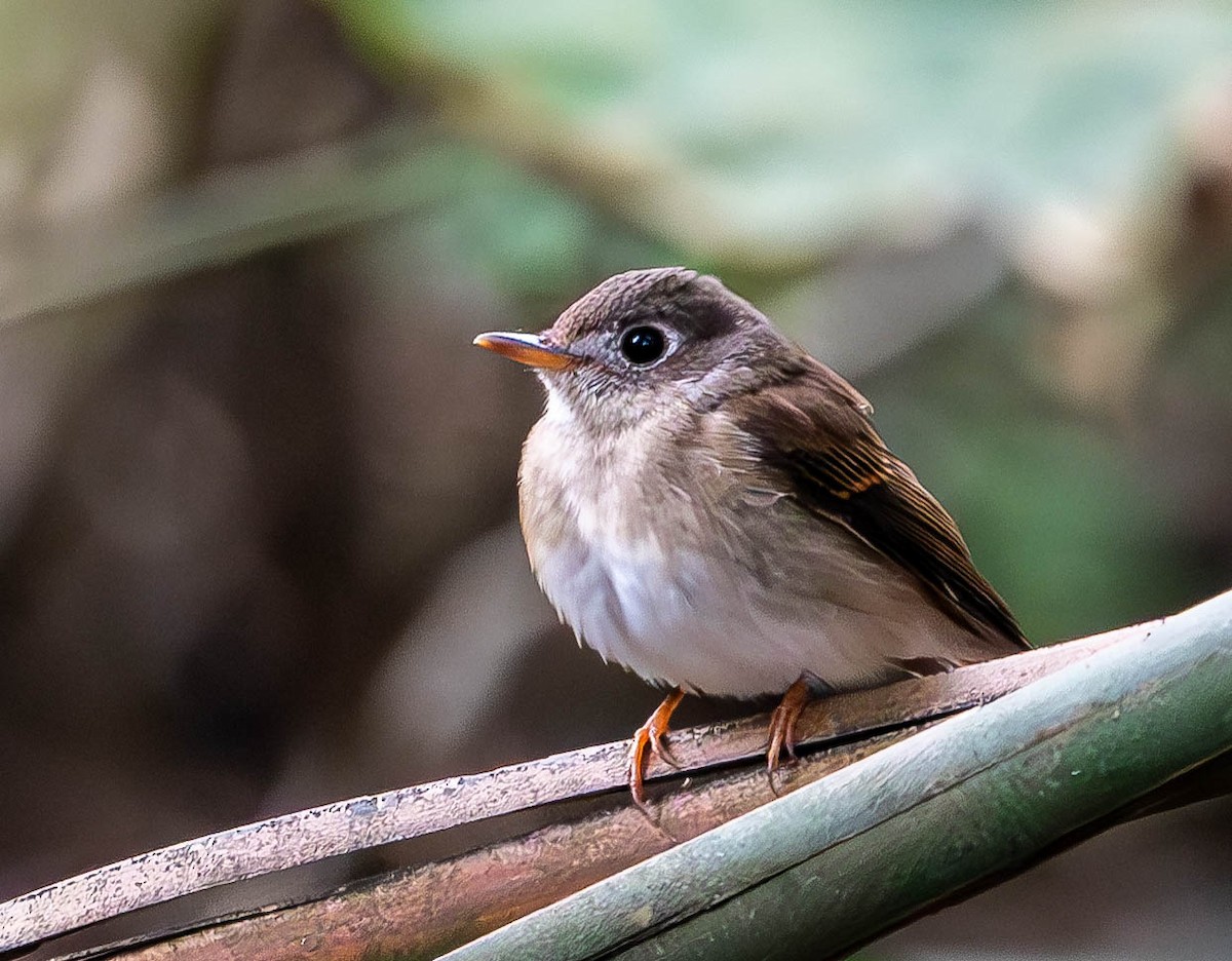 Brown-breasted Flycatcher - ML619746477