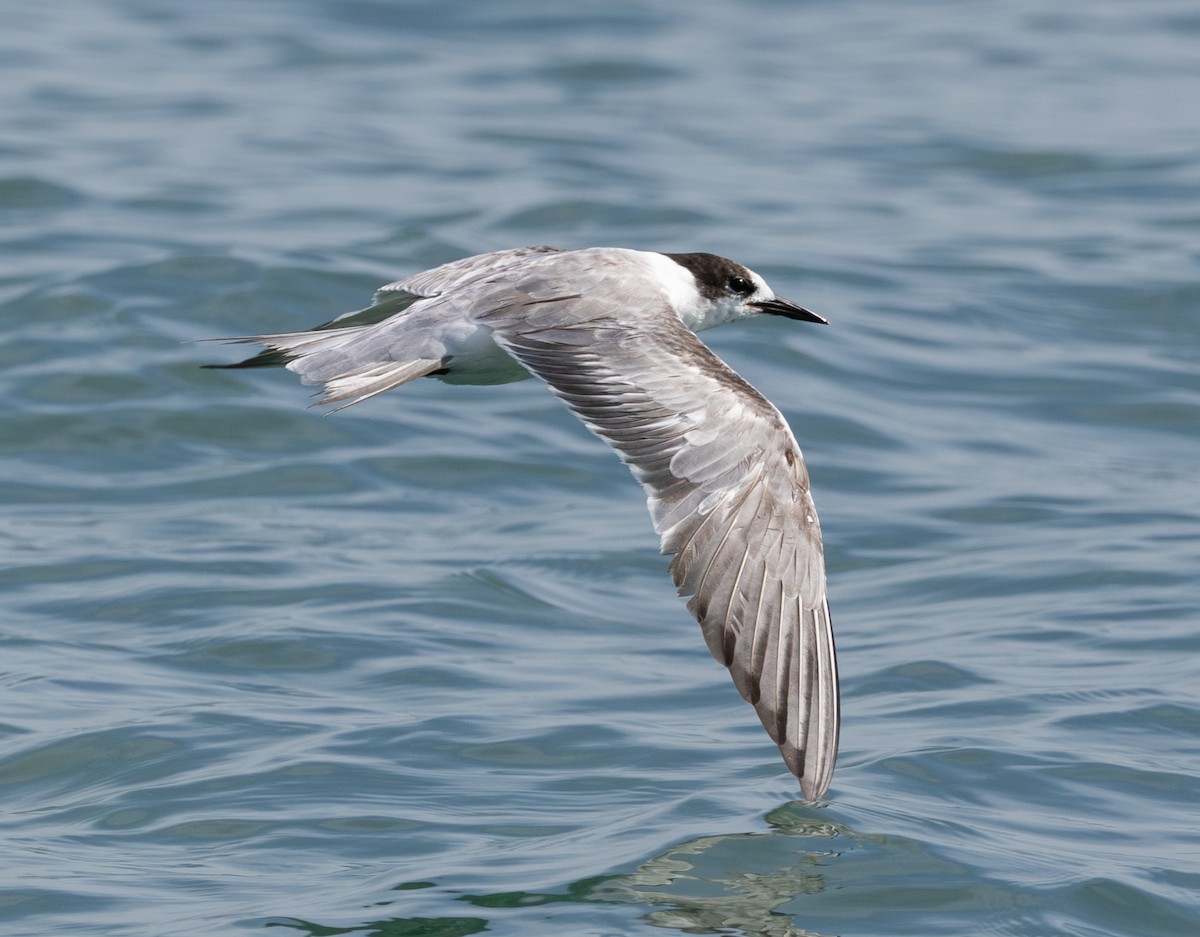 Common Tern - ML619746479