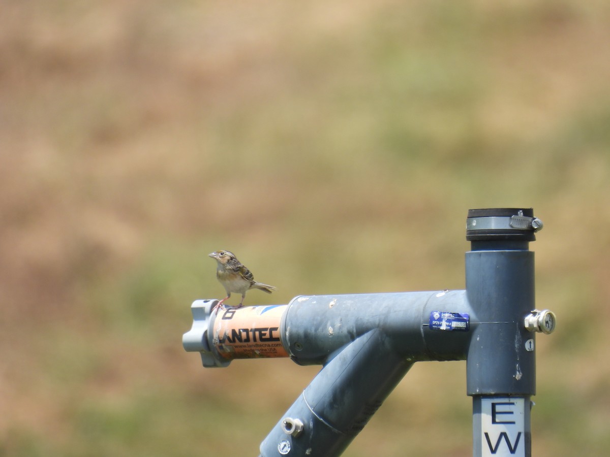 Grasshopper Sparrow - ML619746480