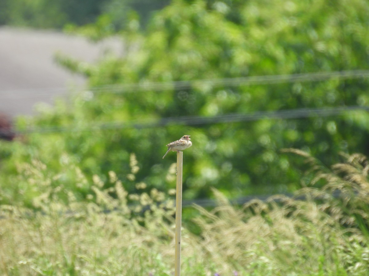 Grasshopper Sparrow - ML619746490