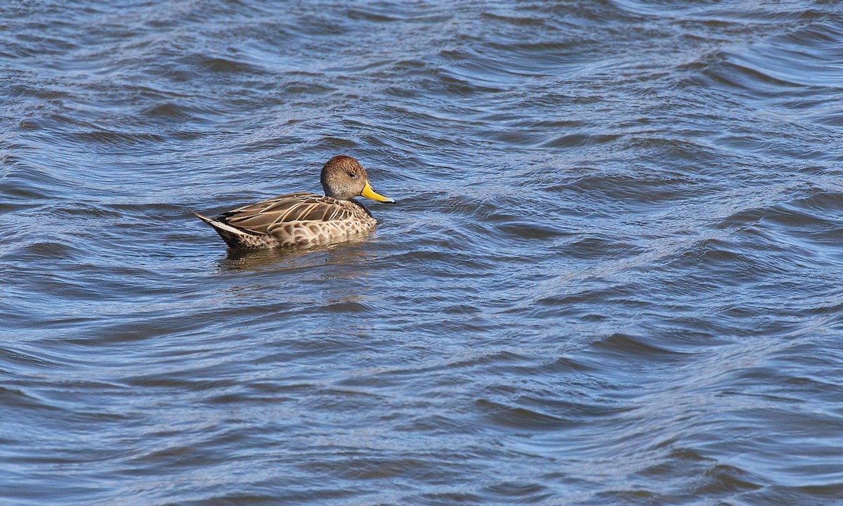 Yellow-billed Pintail - ML619746495