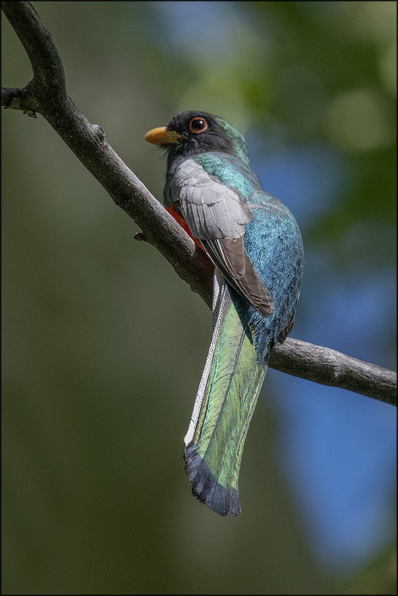 Trogon élégant - ML619746500