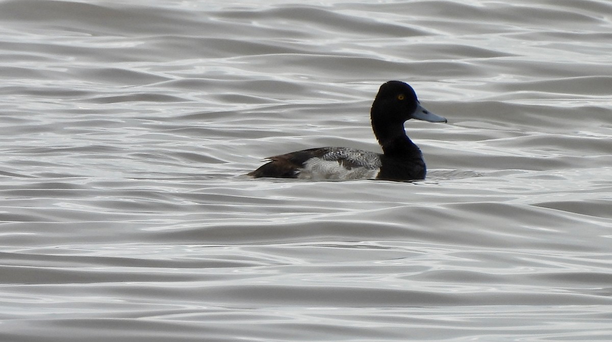 Lesser Scaup - ML619746523