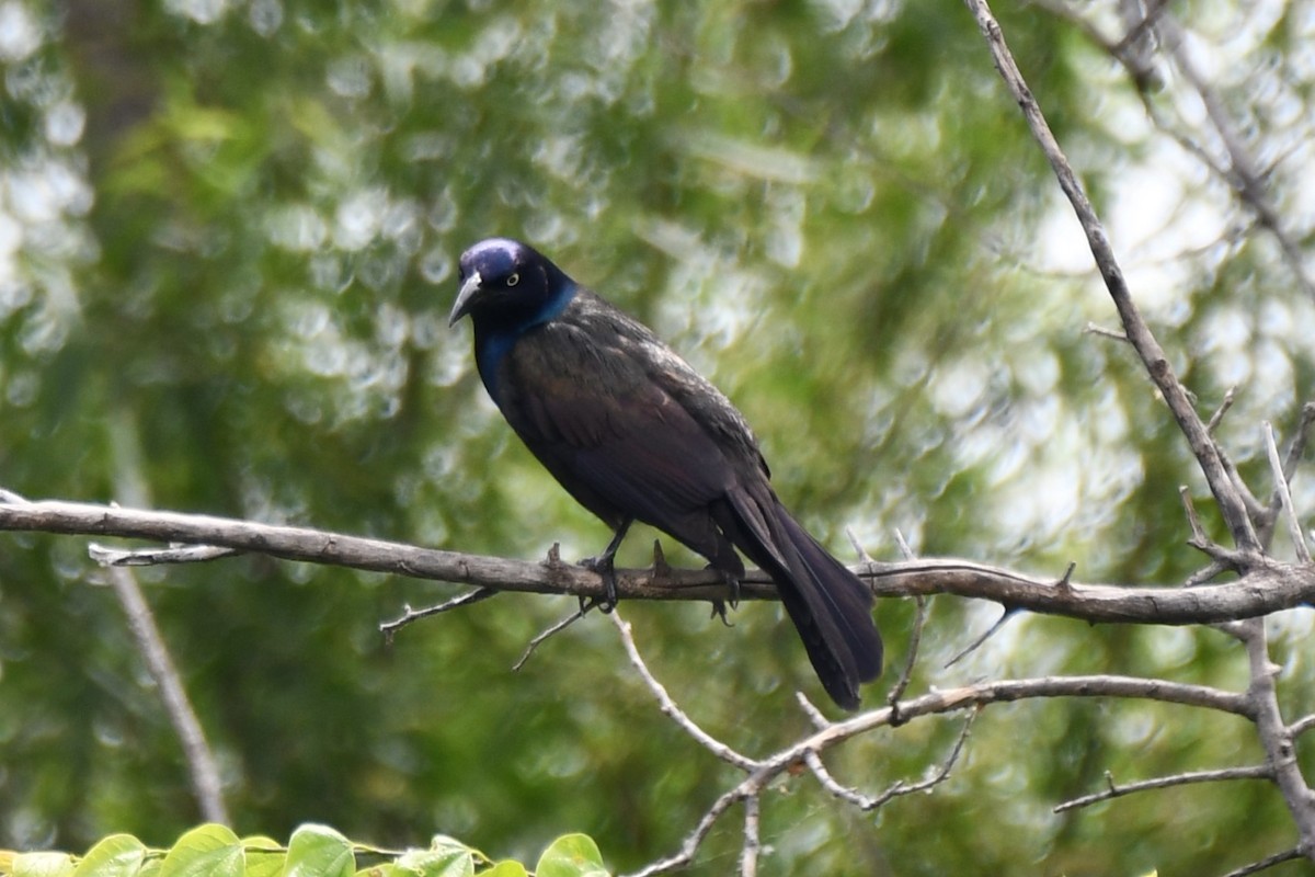 Common Grackle - ML619746529