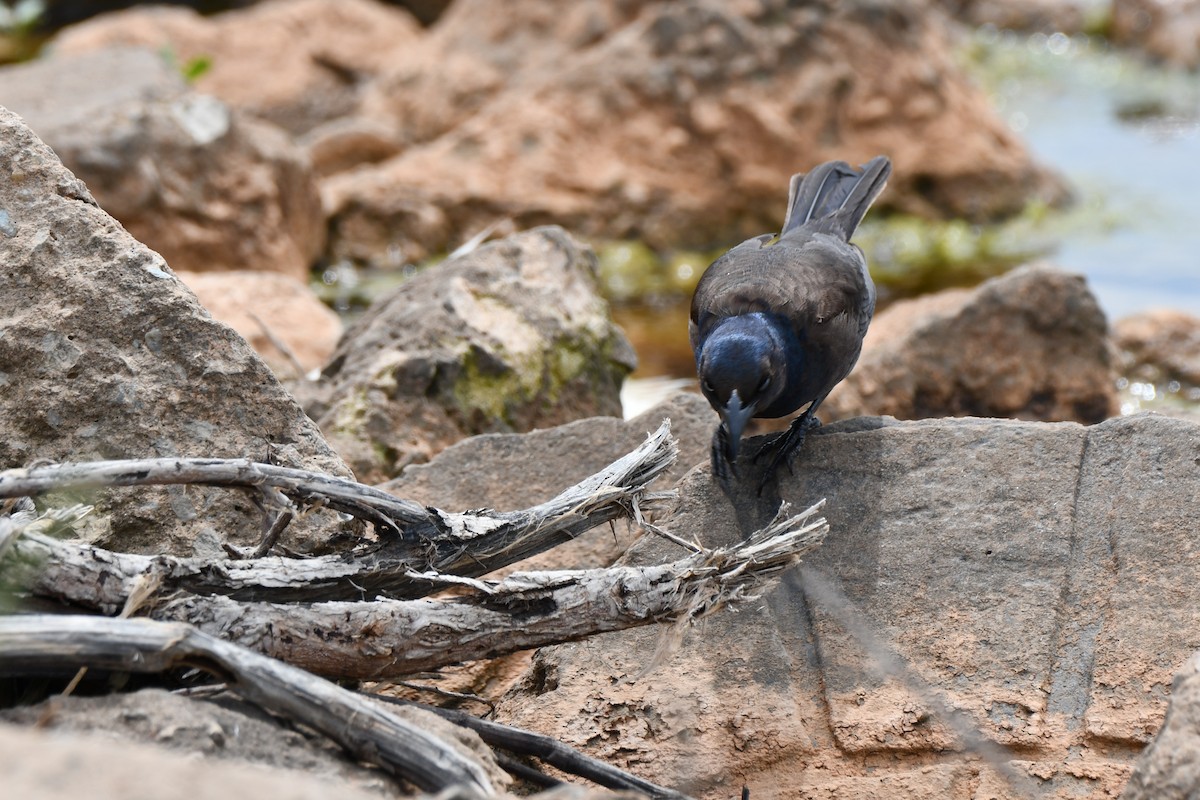 Common Grackle - Carmen Ricer