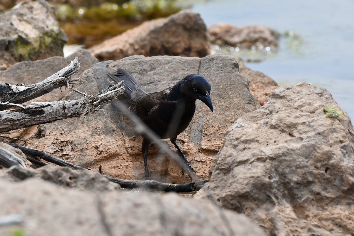 Common Grackle - ML619746535