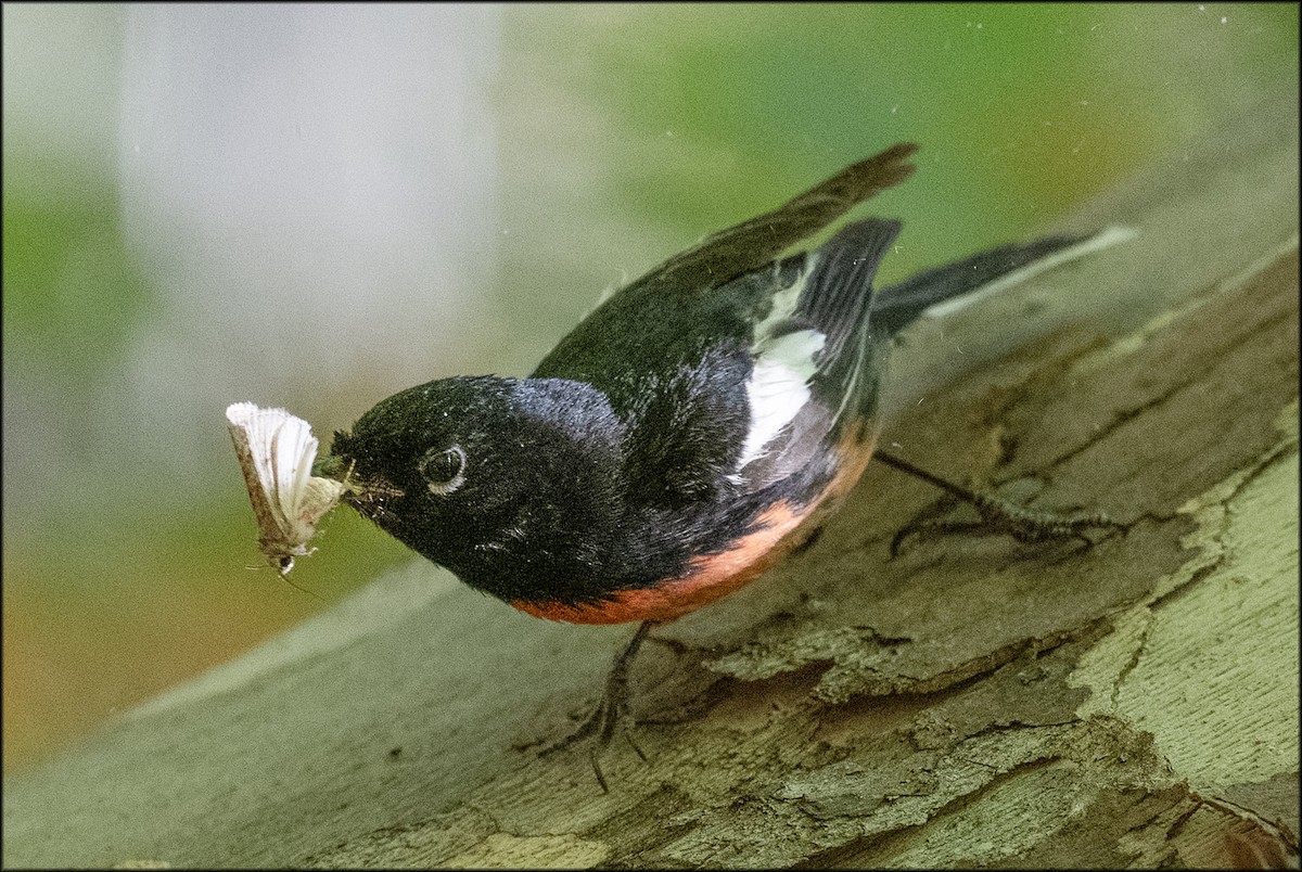 Painted Redstart - ML619746537