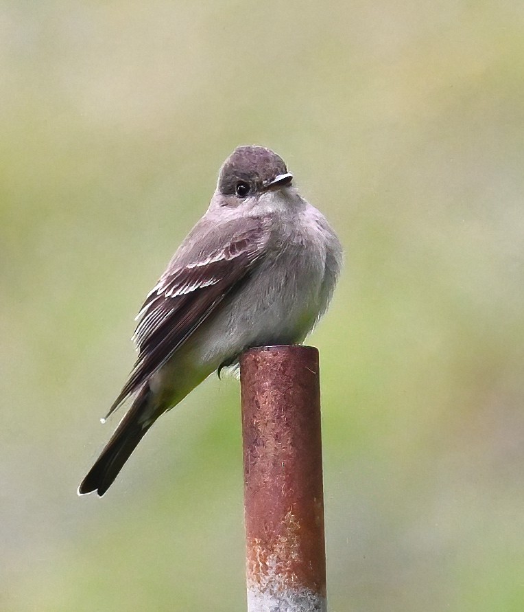 Western Wood-Pewee - ML619746542