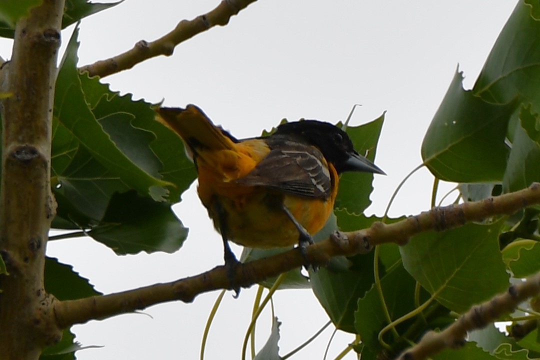 Baltimore Oriole - ML619746556