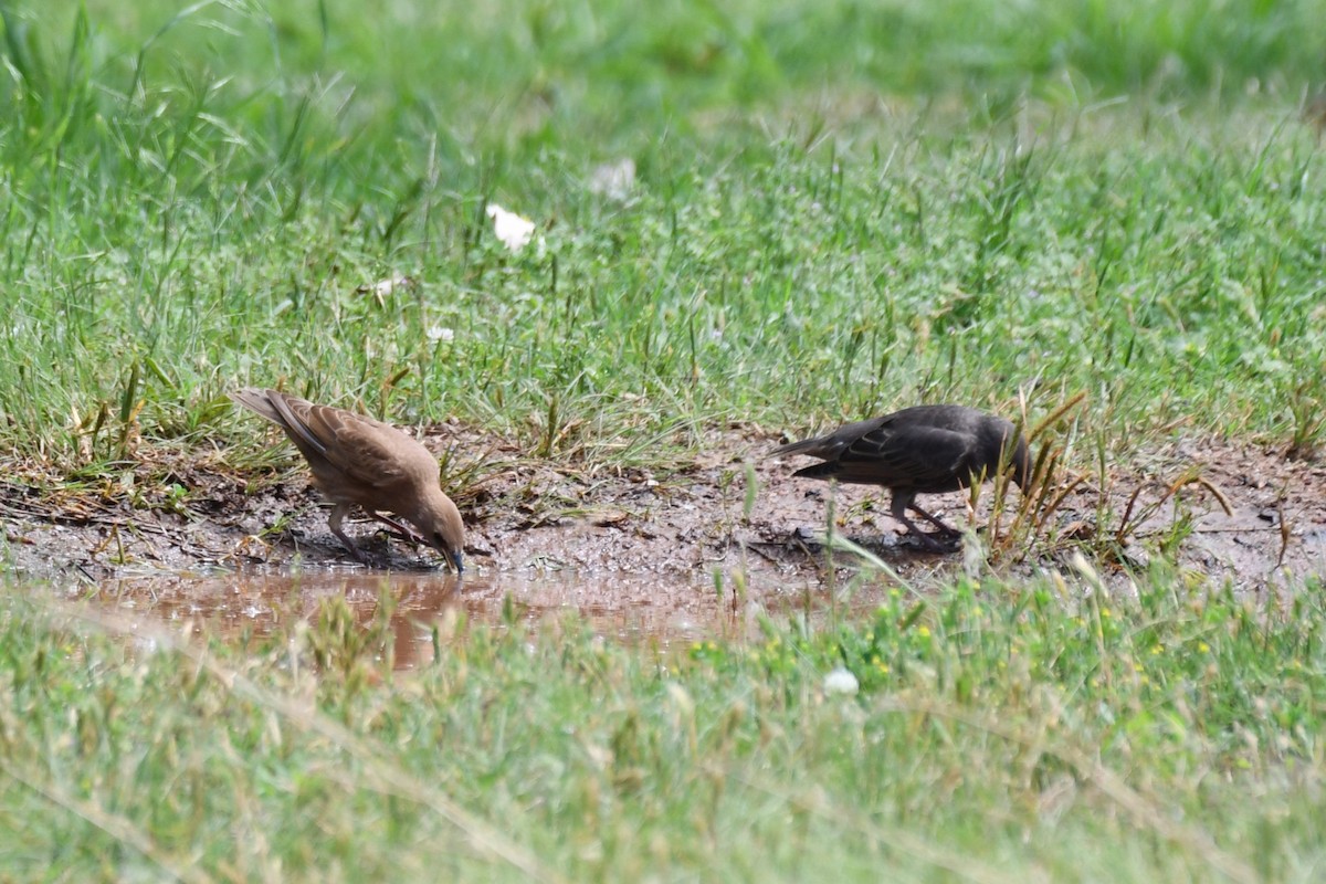 European Starling - ML619746586