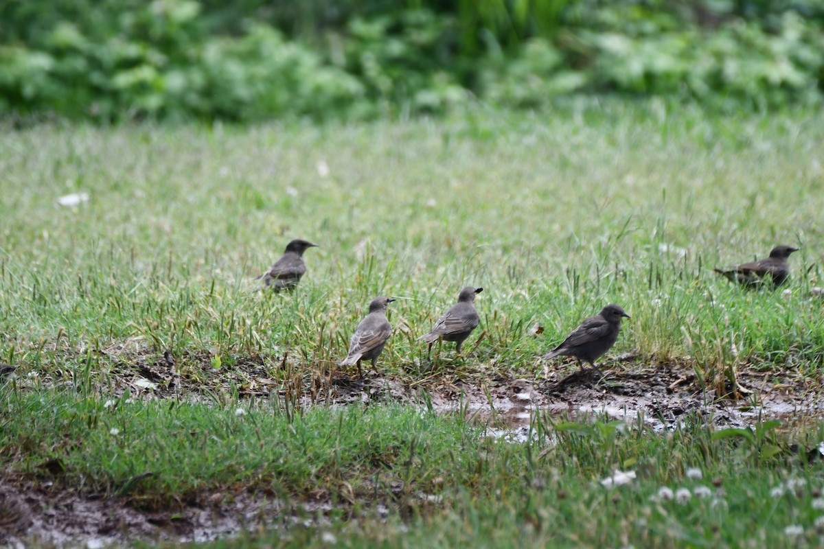 European Starling - ML619746587