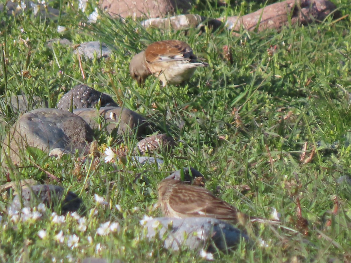 Twite - ML619746609