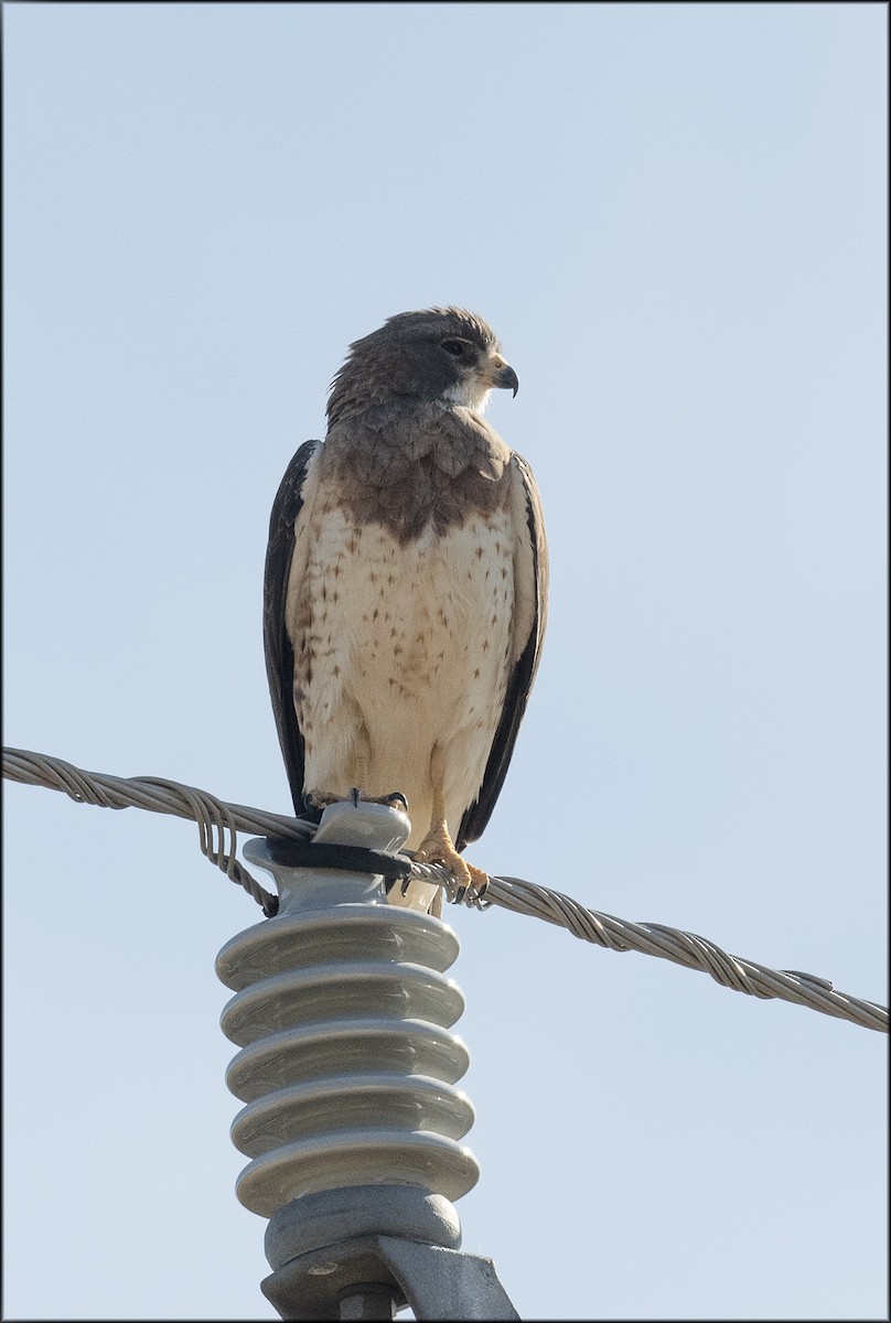 Swainson's Hawk - ML619746616