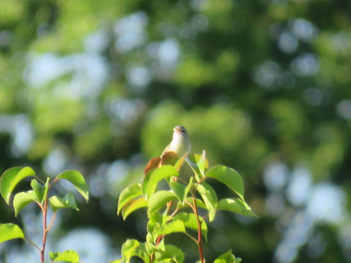 Bell's Vireo - ML619746617