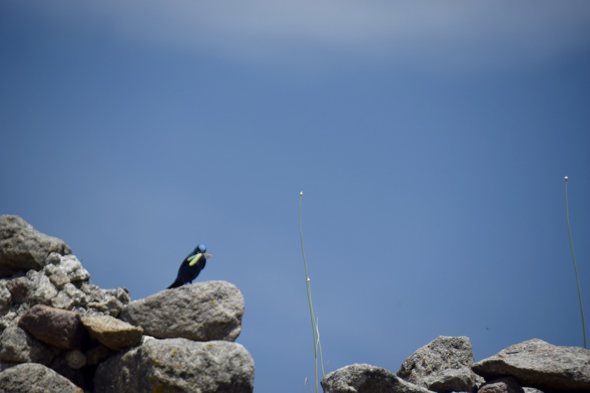 Blue Rock-Thrush - ML619746637