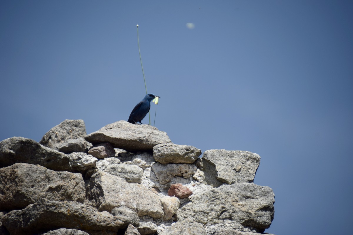 Blue Rock-Thrush - ML619746641