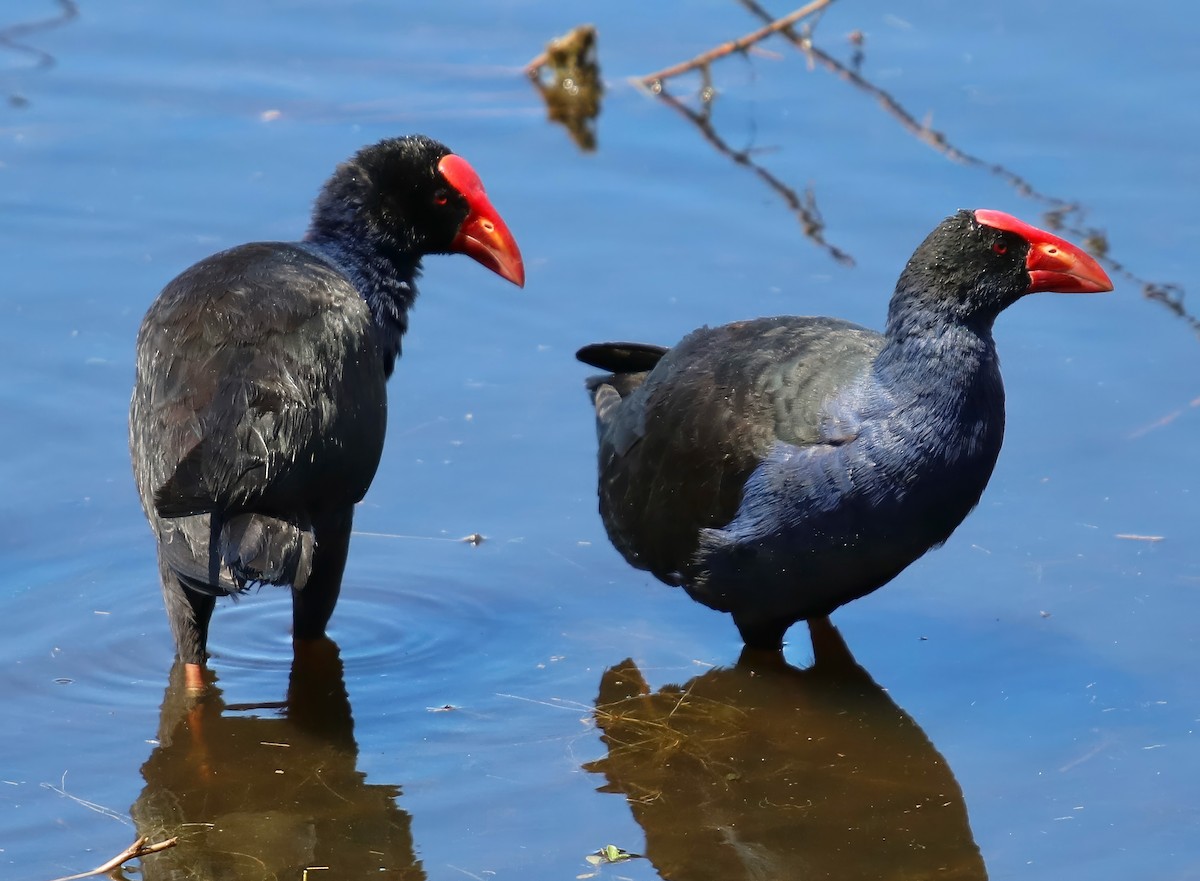 Australasian Swamphen - ML619746662