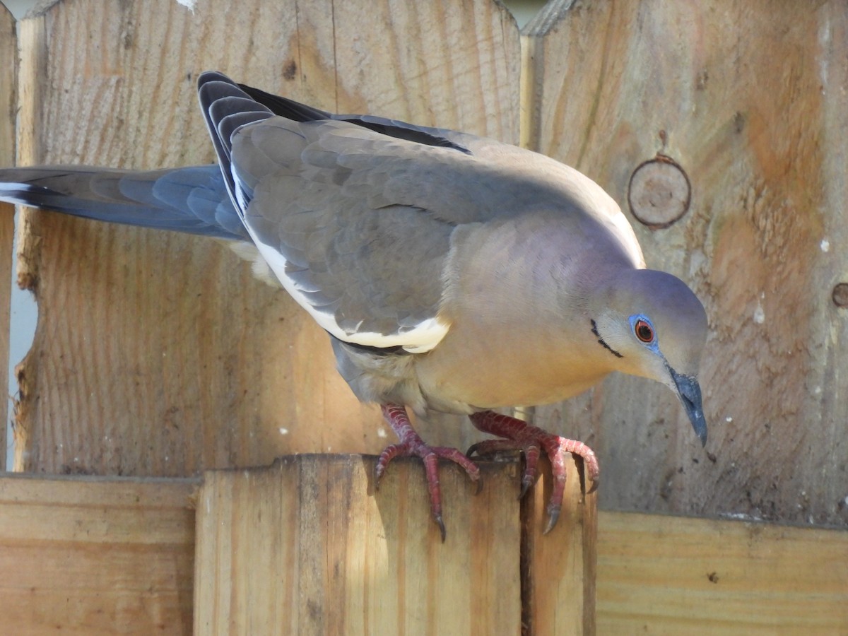 White-winged Dove - ML619746690