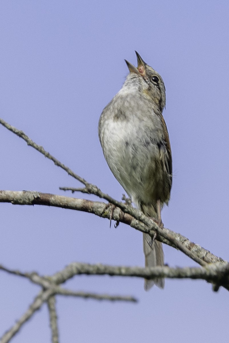 Swamp Sparrow - ML619746693