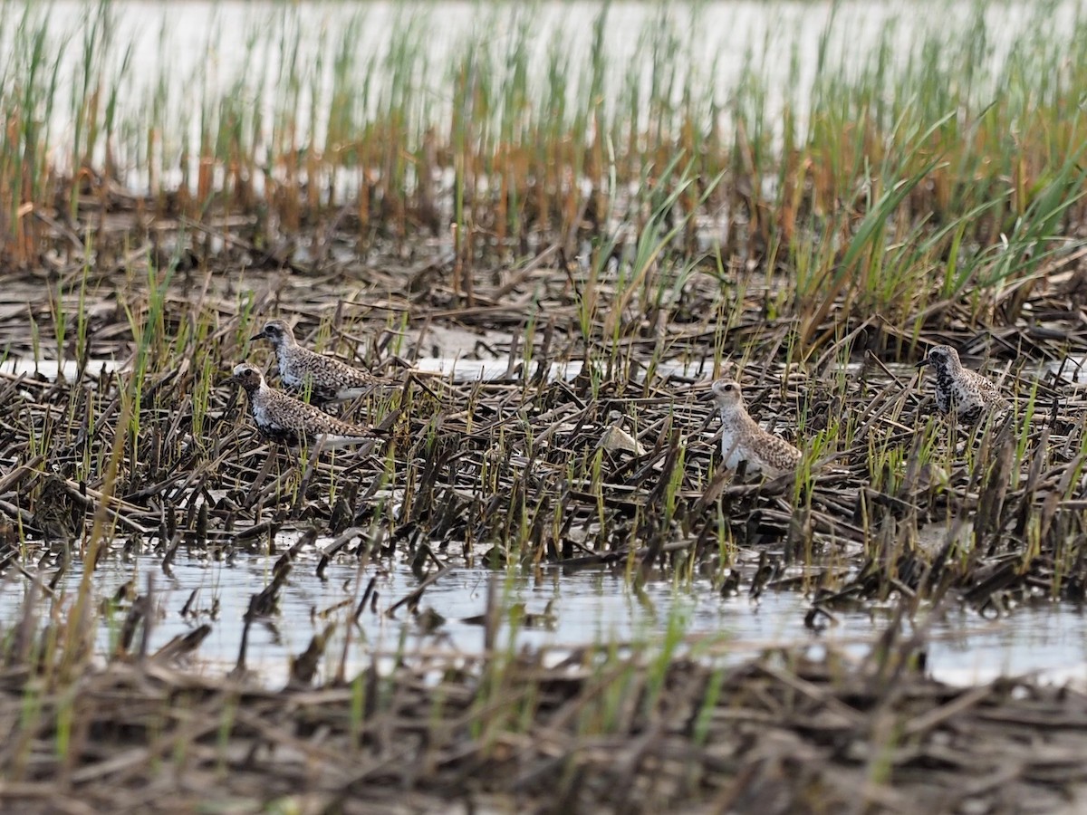 Black-bellied Plover - ML619746703