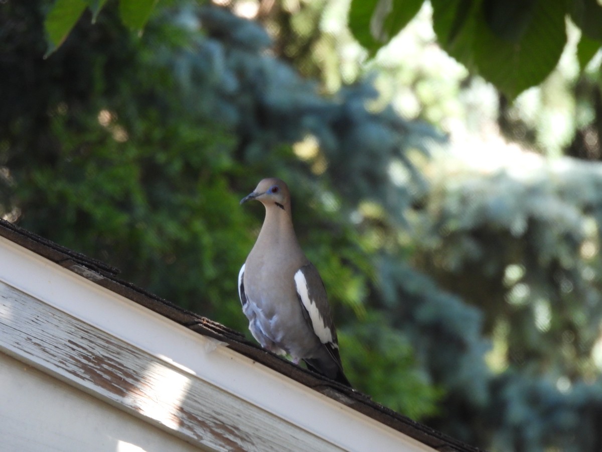 White-winged Dove - ML619746719