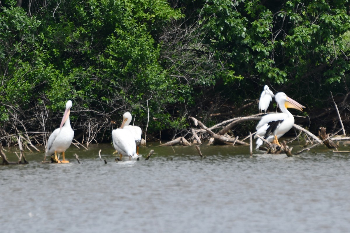 American White Pelican - ML619746748