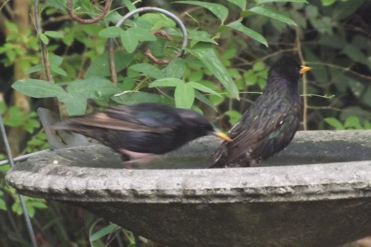 European Starling - ML619746781