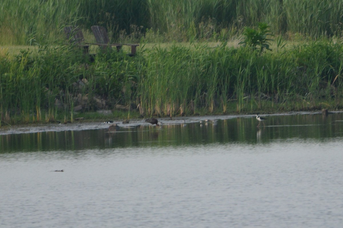 Black-necked Stilt - darrick ressler