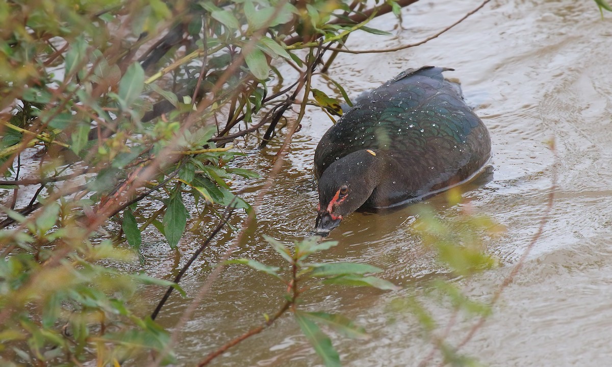 Muscovy Duck - ML619746786