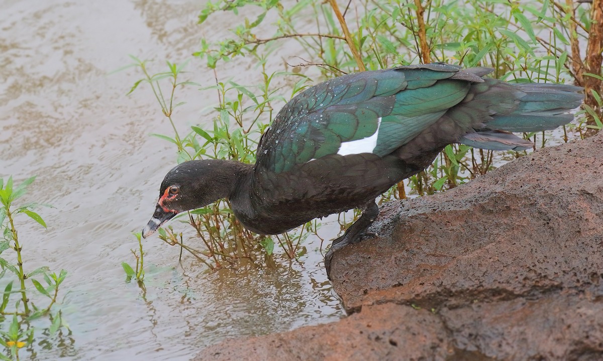 Muscovy Duck - ML619746787