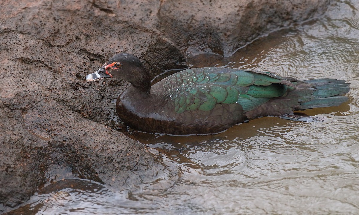 Muscovy Duck - ML619746788