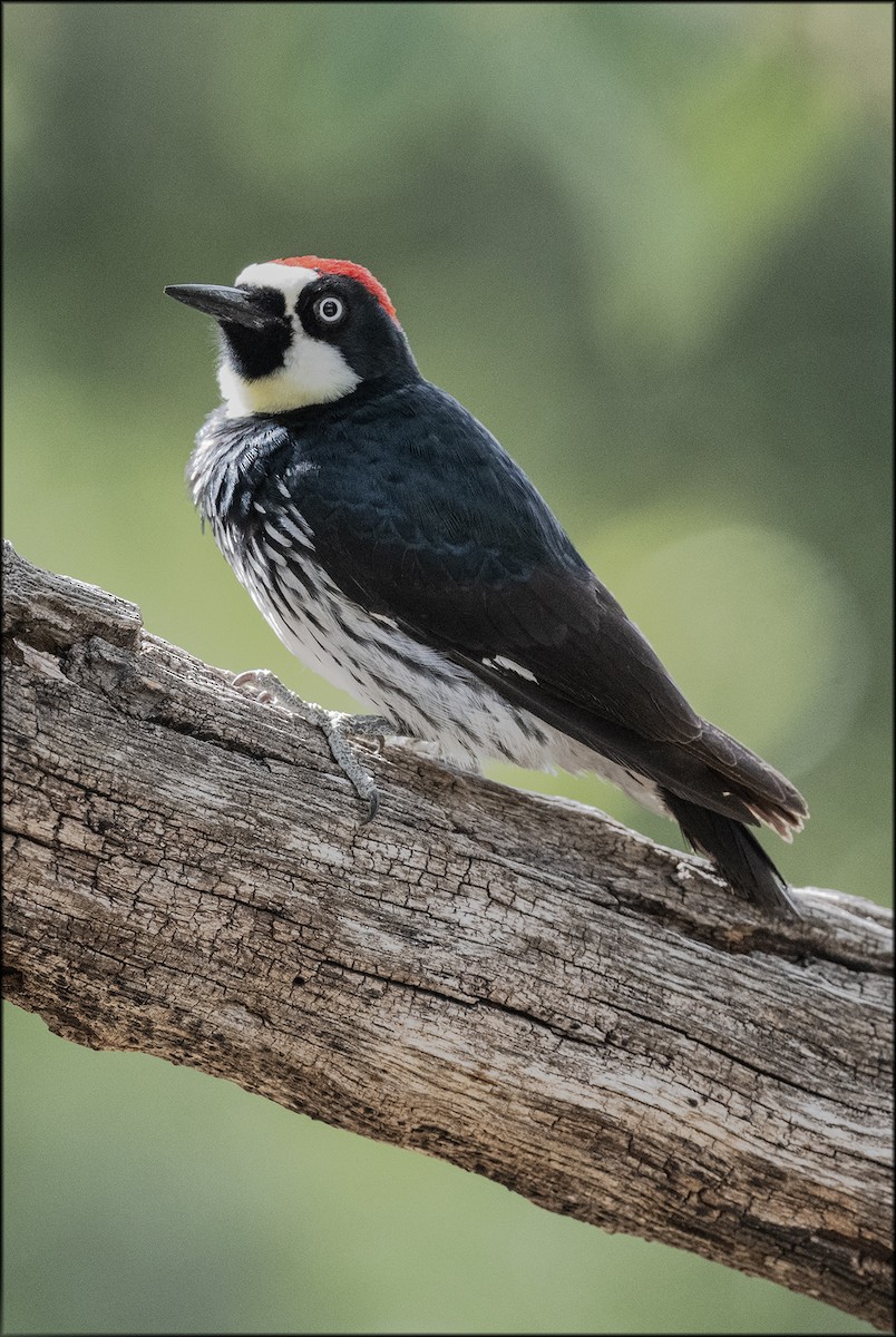 Acorn Woodpecker - ML619746794