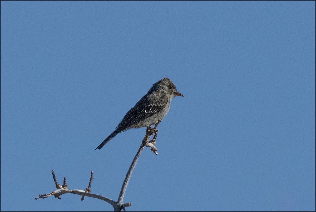 Western Wood-Pewee - ML619746802