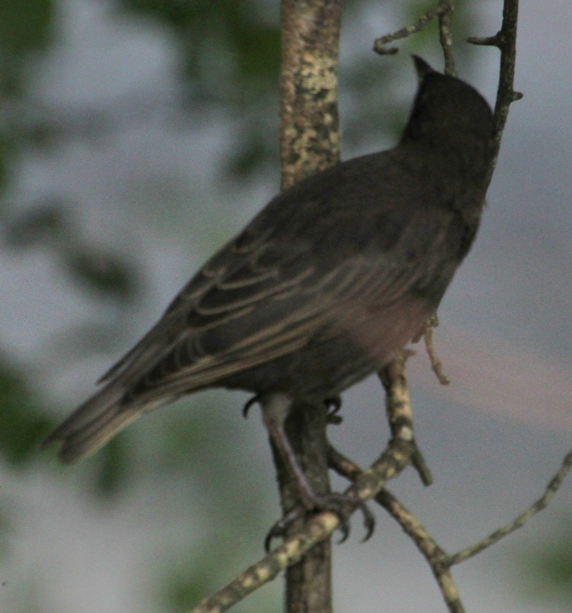 European Starling - ML619746809