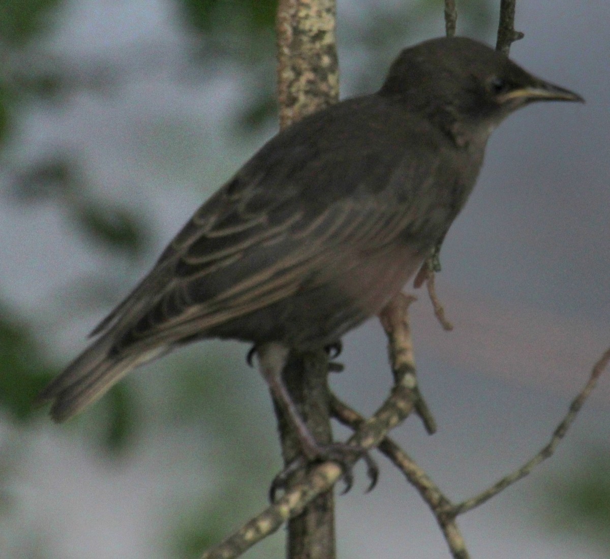 European Starling - ML619746810