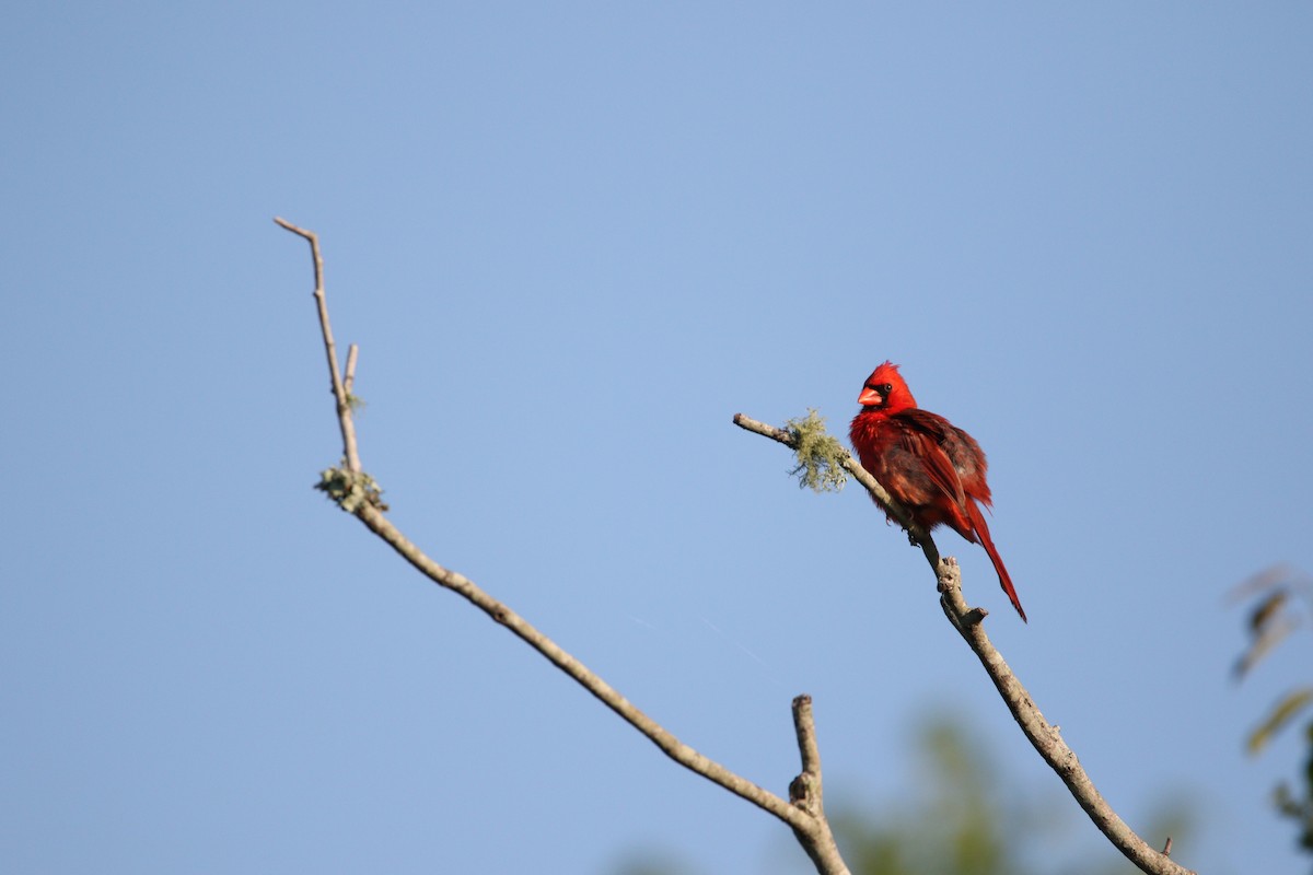 Northern Cardinal - ML619746815