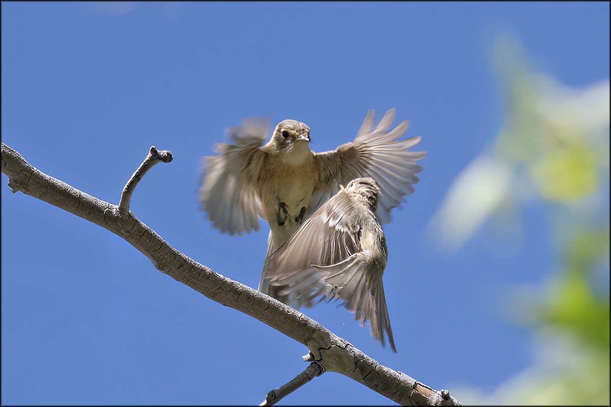 Buff-breasted Flycatcher - ML619746829