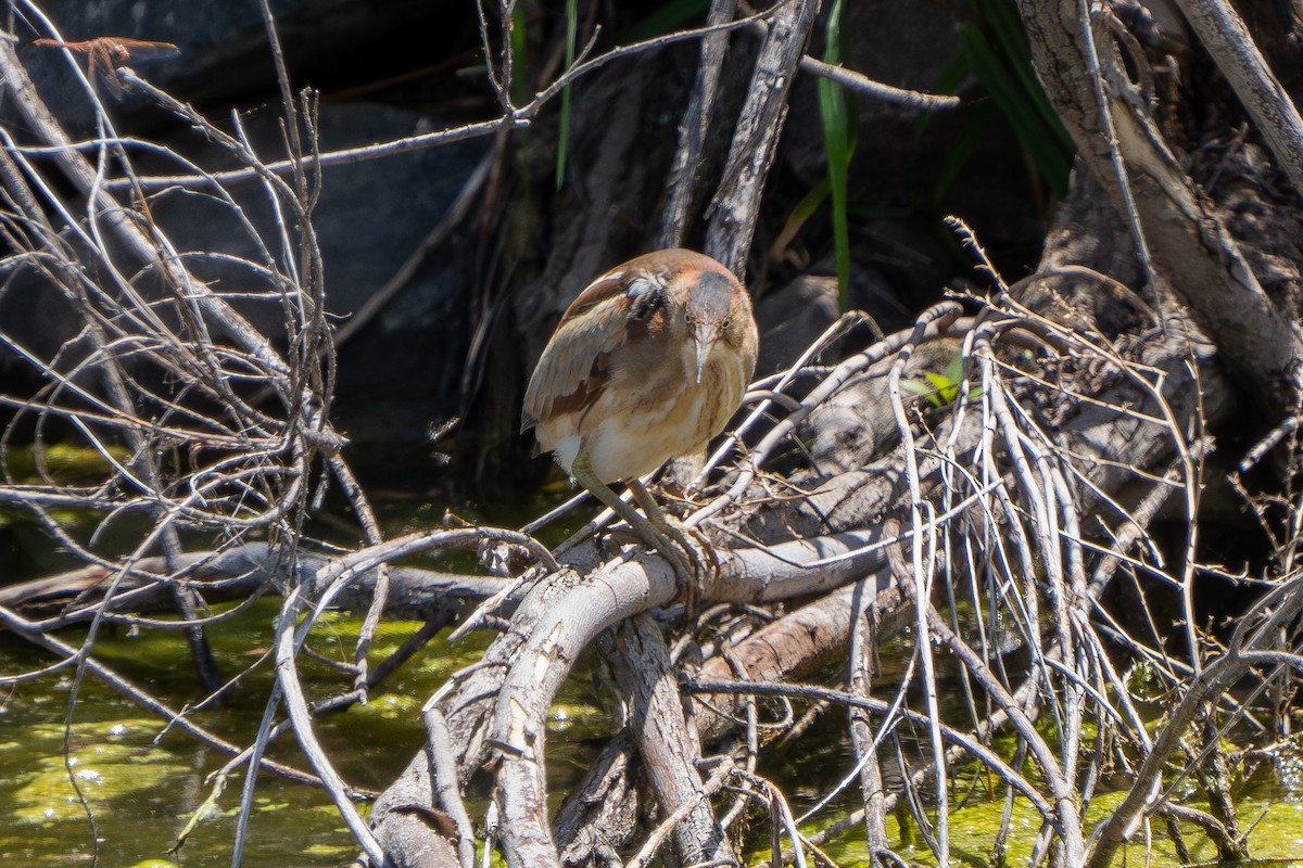 Least Bittern - ML619746832