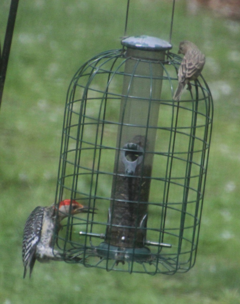 House Finch - ML619746859