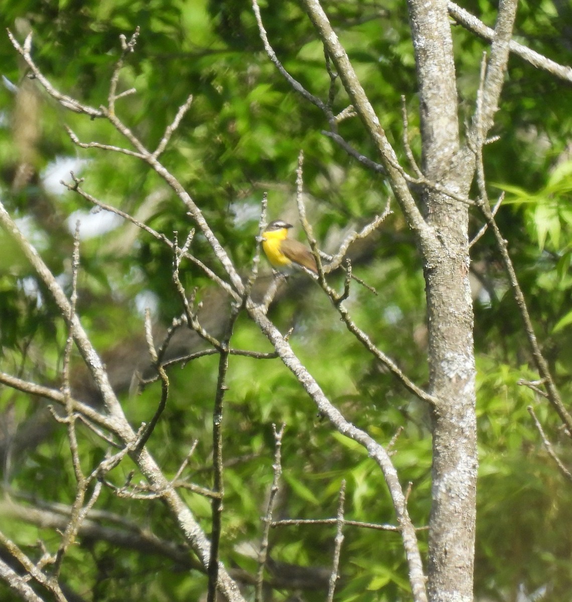 Yellow-breasted Chat - ML619746860